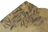 Fossil Fish (Gosiutichthys) Mortality Plate - Wyoming #212121-3